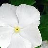Catharanthus roseus 'Victory Pure White', flowers