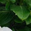 Catharanthus roseus 'Victory Pure White', flowers