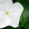 Catharanthus roseus 'Victory Pure White', flowers