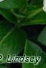 Catharanthus roseus 'Victory Pure White', flowers