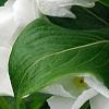 Catharanthus roseus 'Victory Pure White', flowers