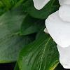 Catharanthus roseus 'Victory Pure White', flowers