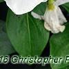 Catharanthus roseus 'Victory Pure White', flowers