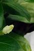 Catharanthus roseus 'Victory Pure White', flowers