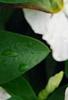 Catharanthus roseus 'Victory Pure White', flowers