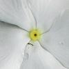 Catharanthus roseus 'Victory Pure White', flowers
