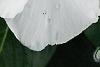 Catharanthus roseus 'Victory Pure White', flowers