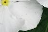 Catharanthus roseus 'Victory Pure White', flowers