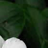 Catharanthus roseus 'Victory Pure White', flowers