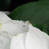 Catharanthus roseus 'Victory Pure White', flowers