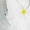 Catharanthus roseus 'Victory Pure White', flowers