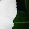 Catharanthus roseus 'Victory Pure White', flowers
