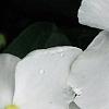 Catharanthus roseus 'Victory Pure White', flowers