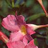 Mandevilla x amoena, flowers