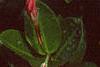 Mandevilla x amoena, flowers