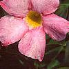 Mandevilla x amoena, flowers
