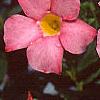 Mandevilla x amoena, flowers