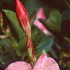 Mandevilla x amoena, flowers