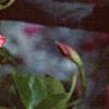 Mandevilla x amoena, flowers