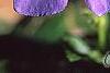 Vinca major, flowers