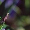 Vinca major, flowers