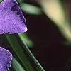 Vinca major, flowers
