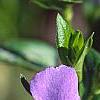 Vinca major, flowers