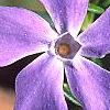 Vinca major, flowers