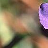 Vinca major, flowers