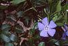Vinca minor, flowers