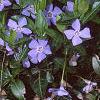 Vinca minor, flowers