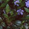 Vinca minor, flowers