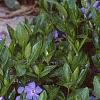 Vinca minor, flowers