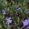 Vinca minor, flowers