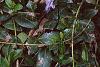 Vinca minor, flowers