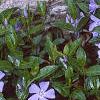 Vinca minor, flowers