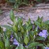 Vinca minor, flowers