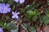 Vinca minor, flowers