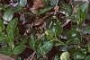 Vinca minor, flowers