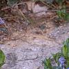 Vinca minor, flowers