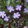 Vinca minor, flowers