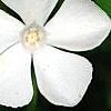 Vinca minor 'Alba', flowers