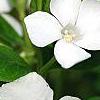 Vinca minor 'Alba', flowers