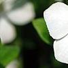Vinca minor 'Alba', flowers