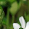 Vinca minor 'Alba', flowers