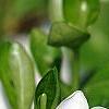 Vinca minor 'Alba', flowers