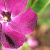 Vinca minor 'Atropurpurea', flowers