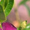 Vinca minor 'Atropurpurea', flowers