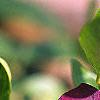 Vinca minor 'Atropurpurea', flowers