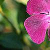 Vinca minor 'Atropurpurea', flowers